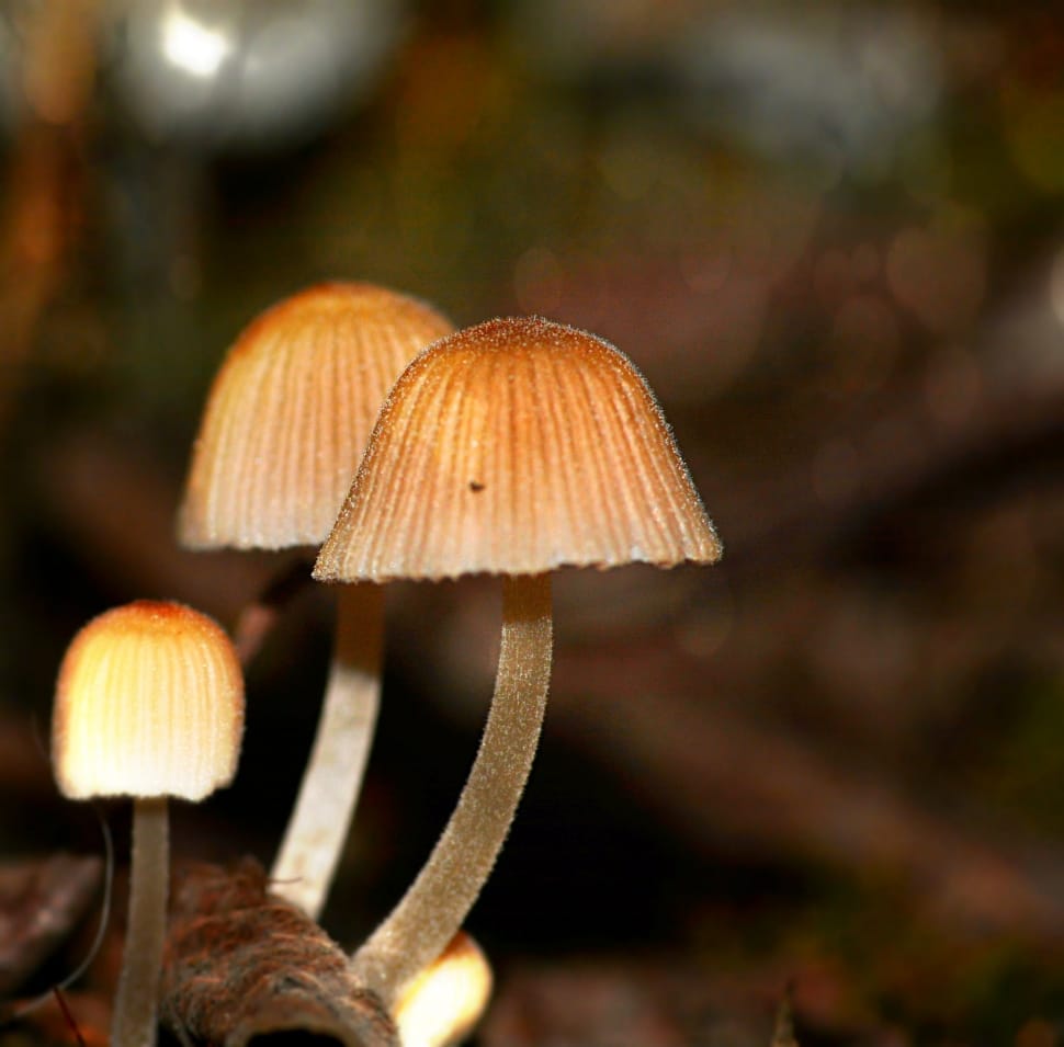 3 brown mushrooms preview