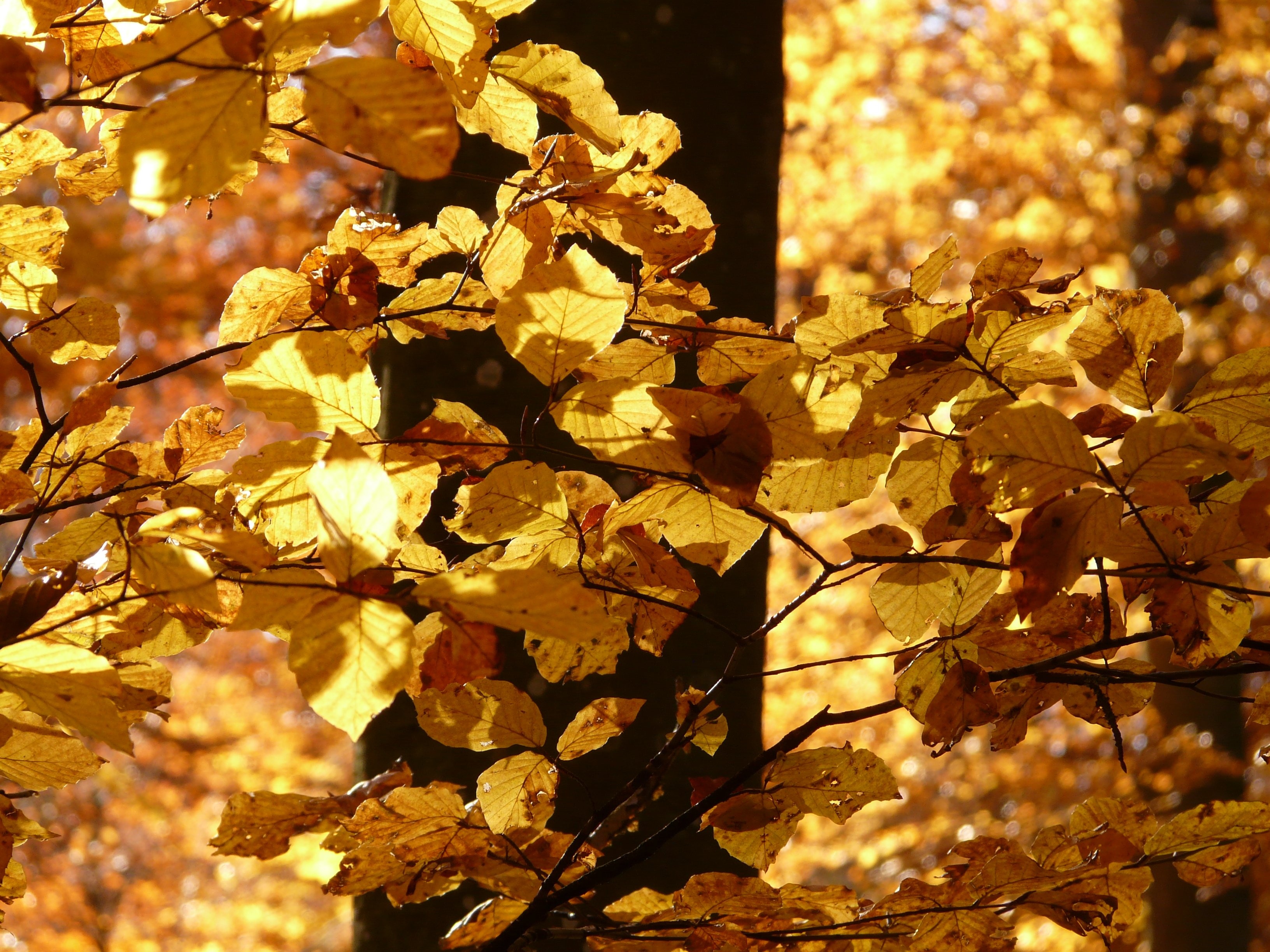 brown leaves tree