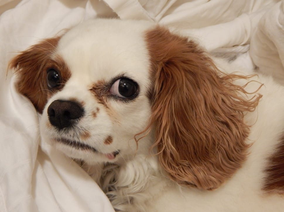 white and tan cavalier king charles spaniel preview