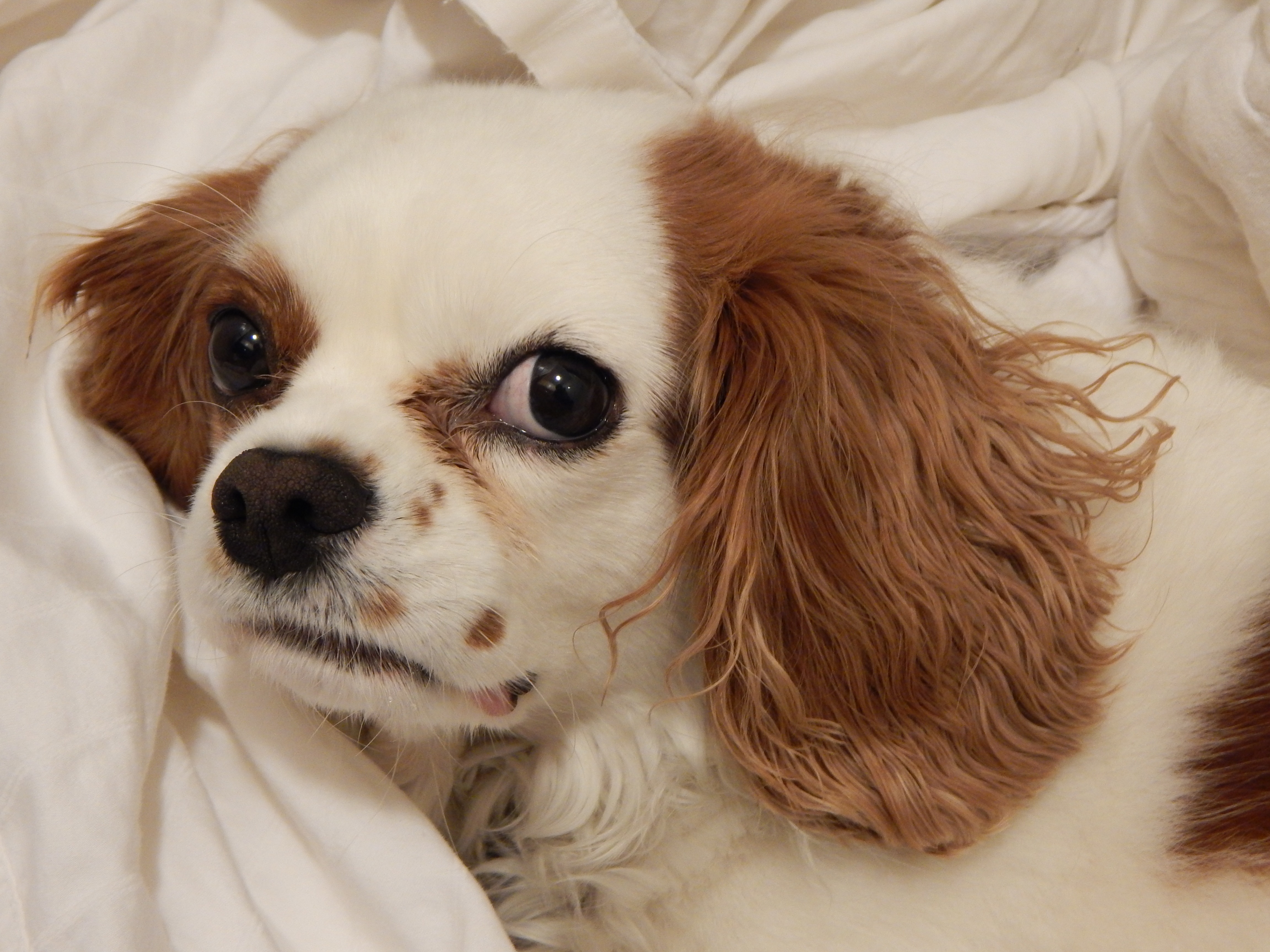 white and tan cavalier king charles spaniel