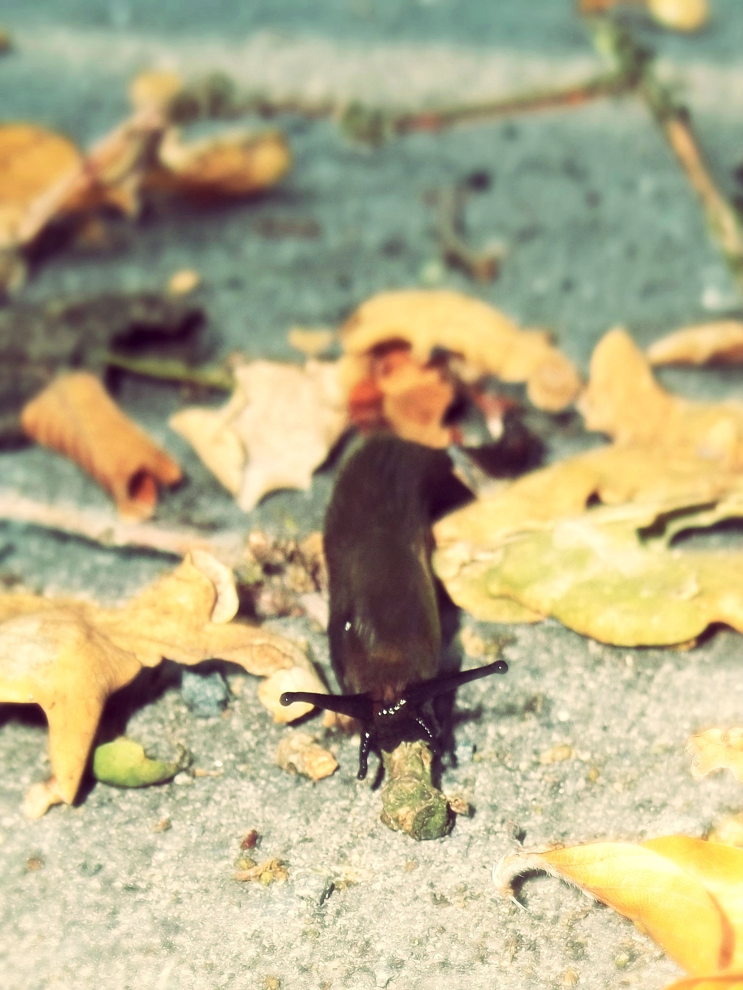 black snail