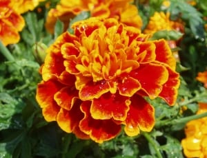 yellow and red flowers thumbnail
