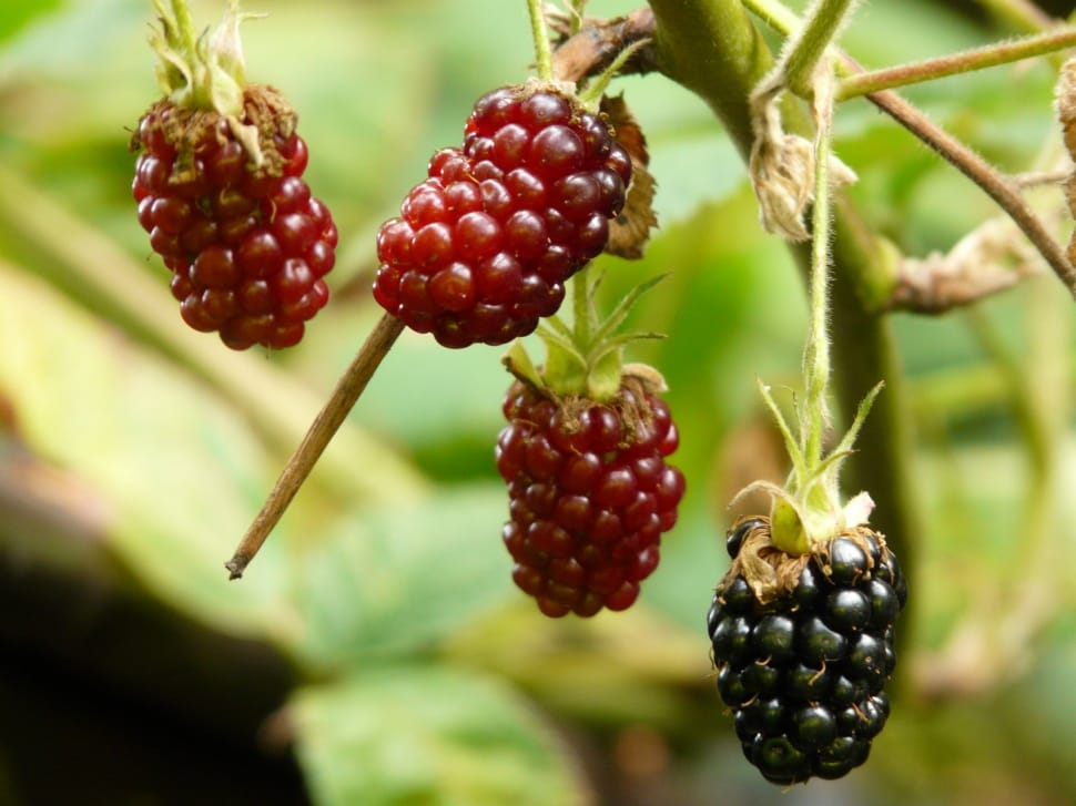 mulberry fruit preview