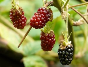 mulberry fruit thumbnail