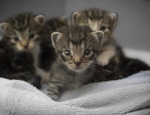 kittens on gray towel thumbnail