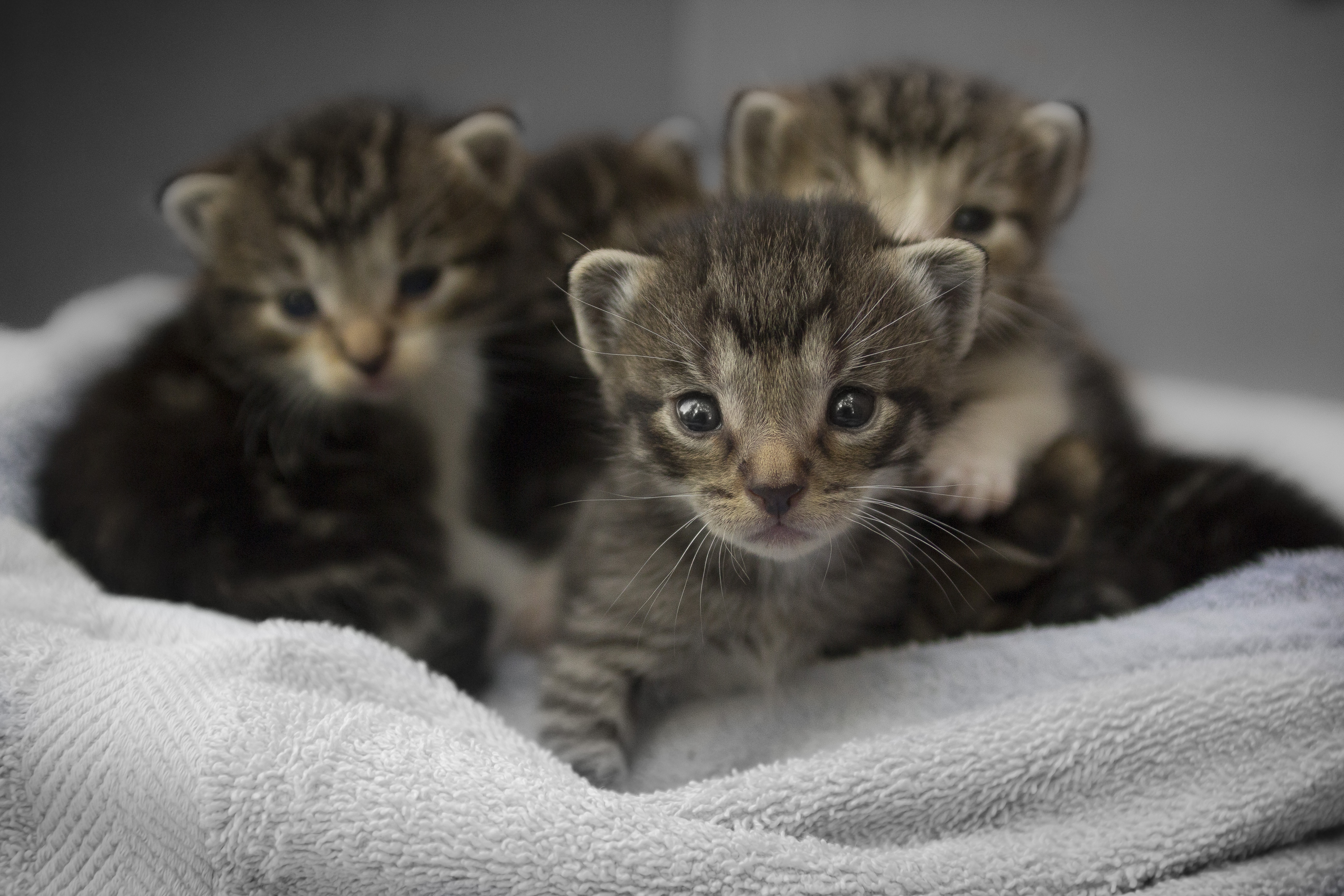 kittens on gray towel