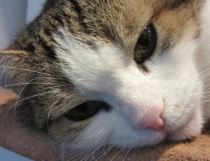 white and brown tabby cat ]\ thumbnail