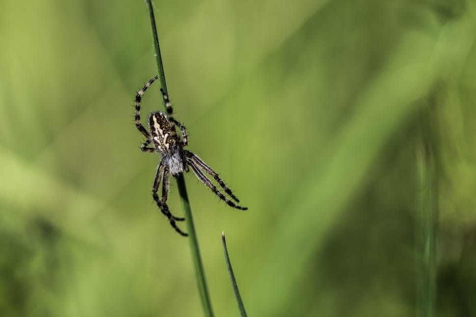 Field, Spider, Meadow, Nature, Animal, one animal, spider preview