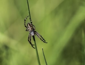 Field, Spider, Meadow, Nature, Animal, one animal, spider thumbnail