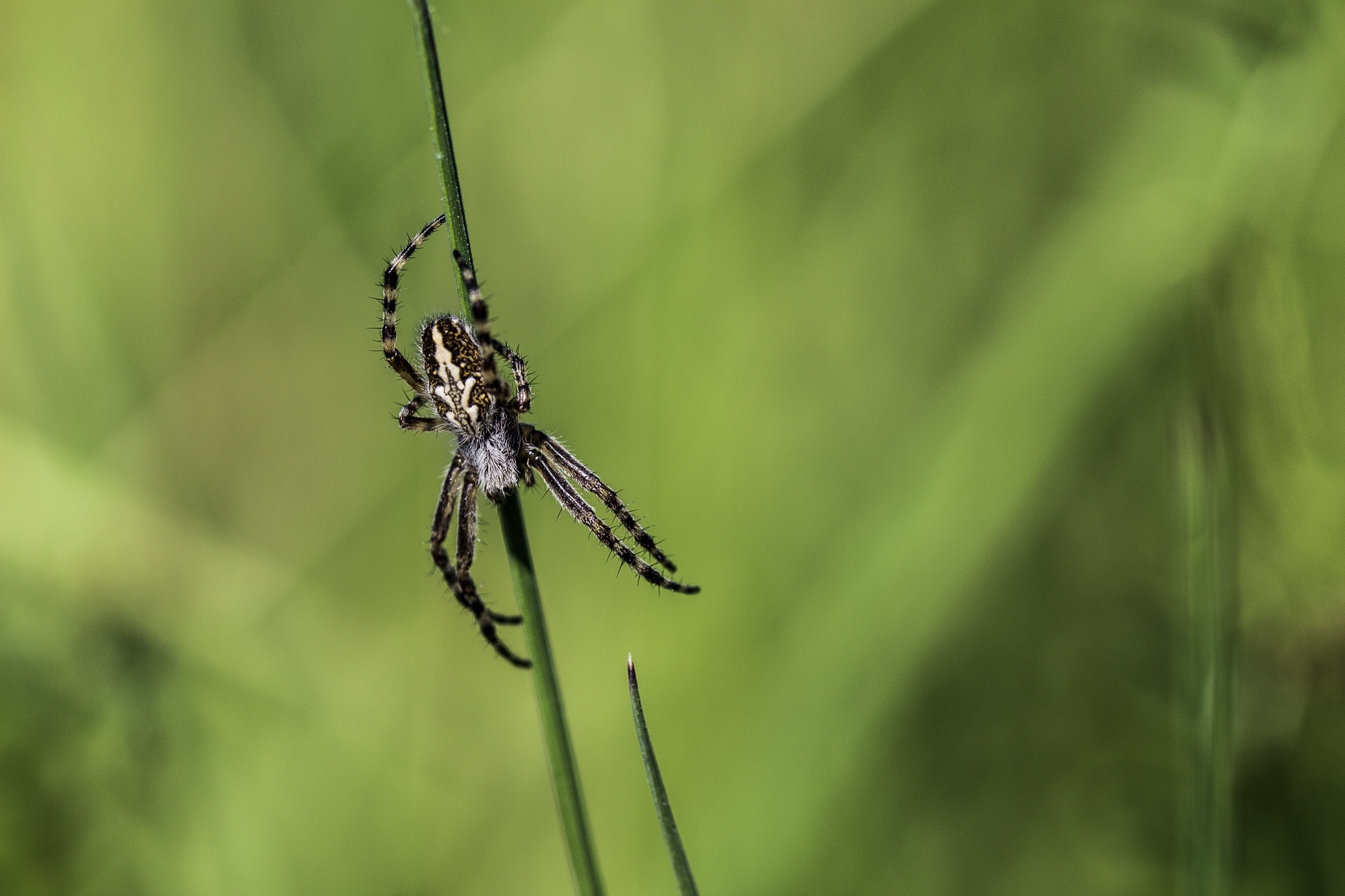 Field, Spider, Meadow, Nature, Animal, one animal, spider