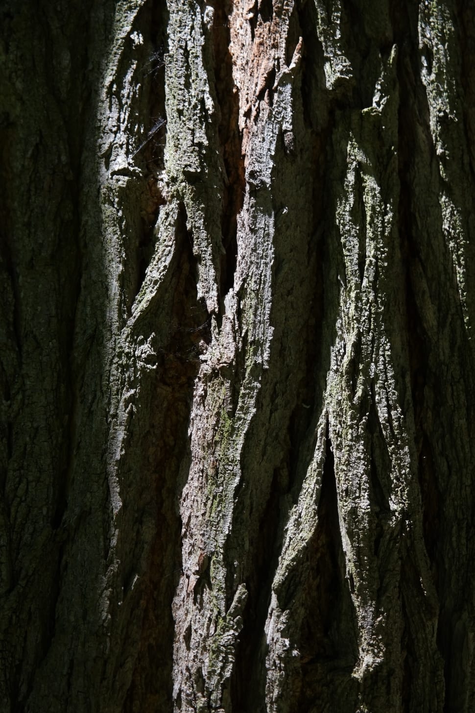 gray tree trunk preview