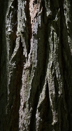 gray tree trunk thumbnail