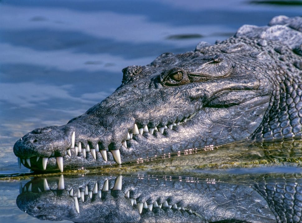 gray crocodile on body of water during daytime preview