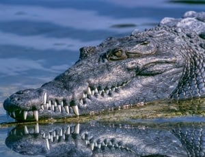 gray crocodile on body of water during daytime thumbnail