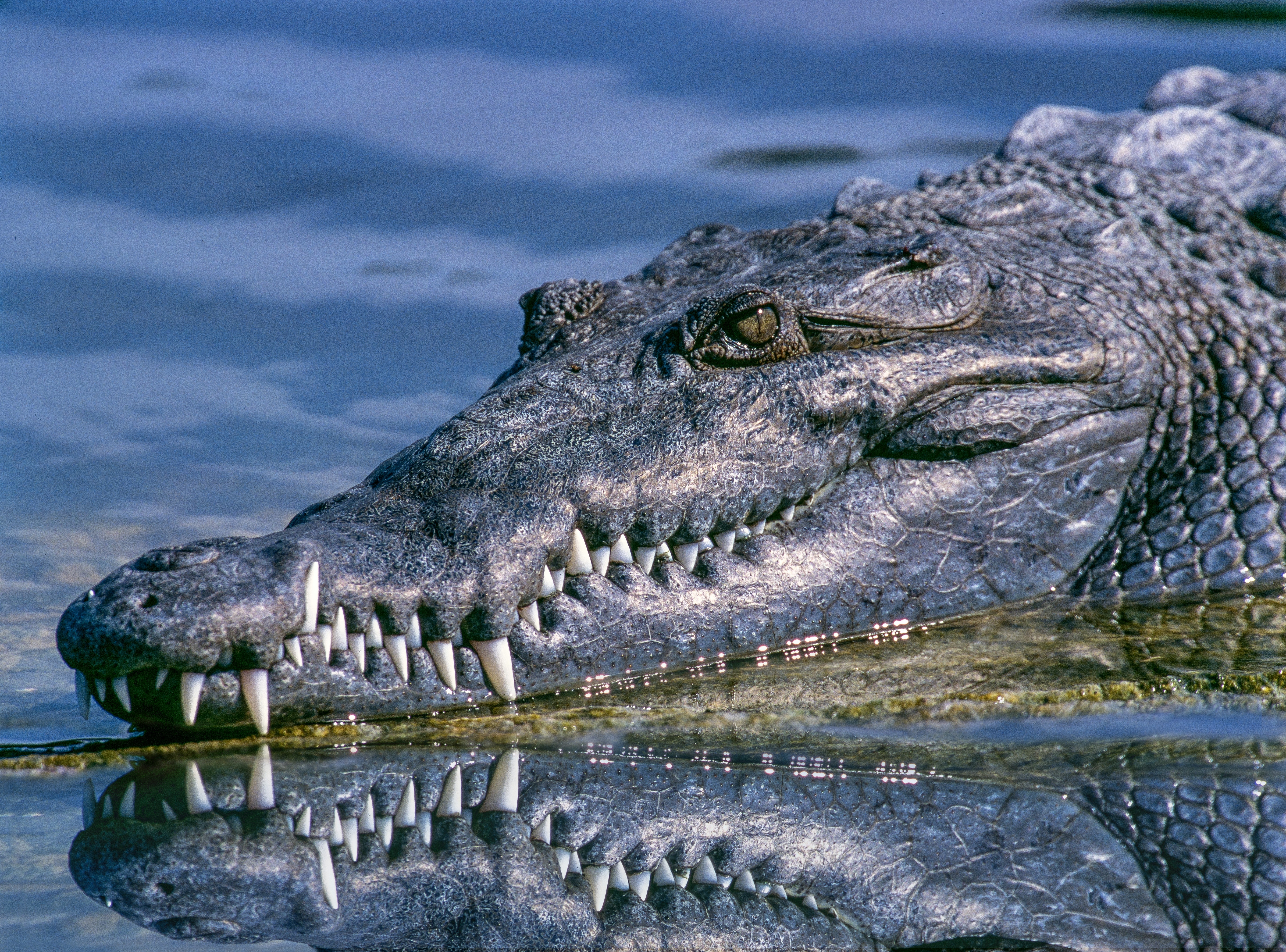 gray crocodile on body of water during daytime