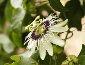 white and purple flower thumbnail