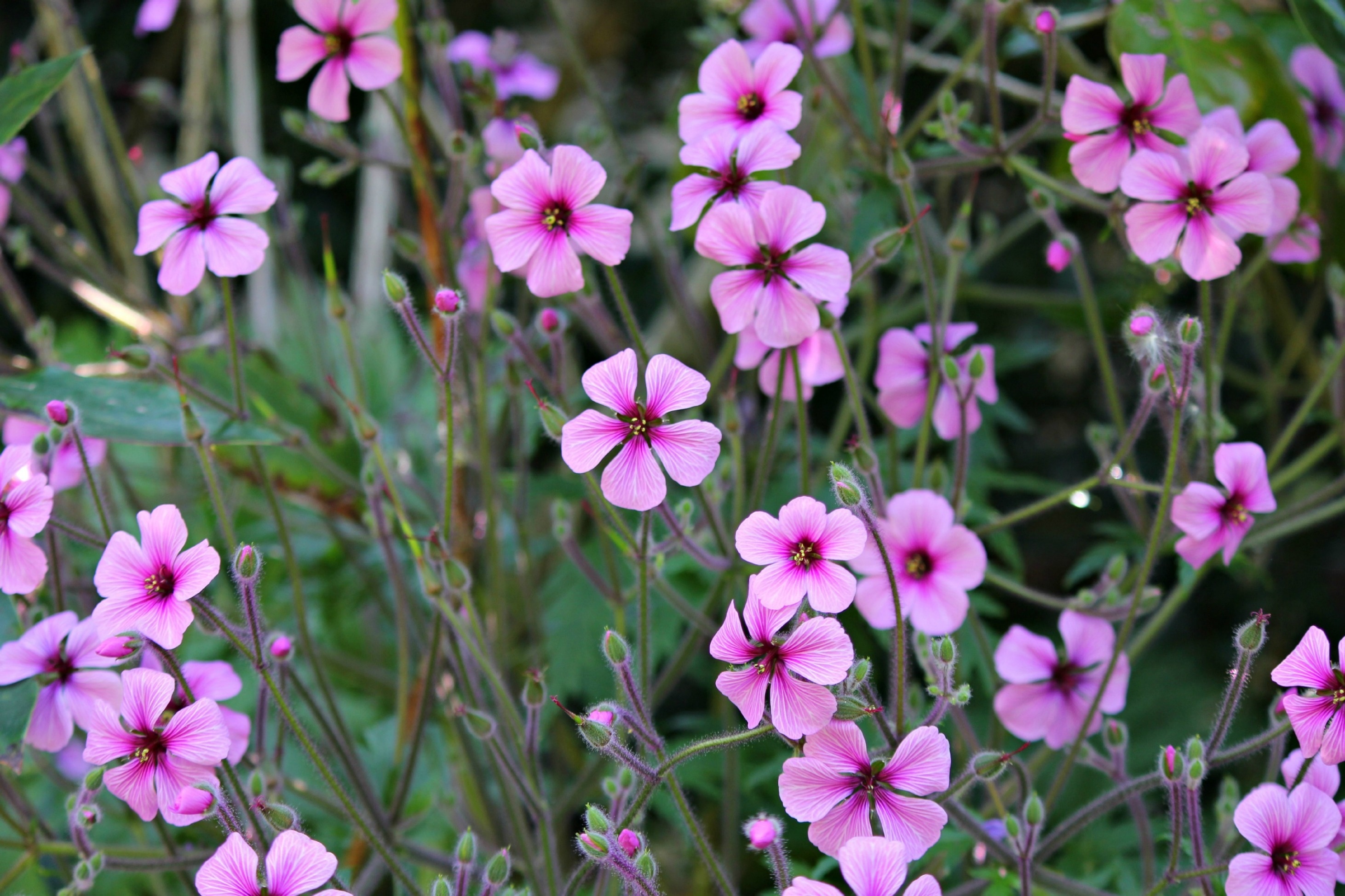 pink flower