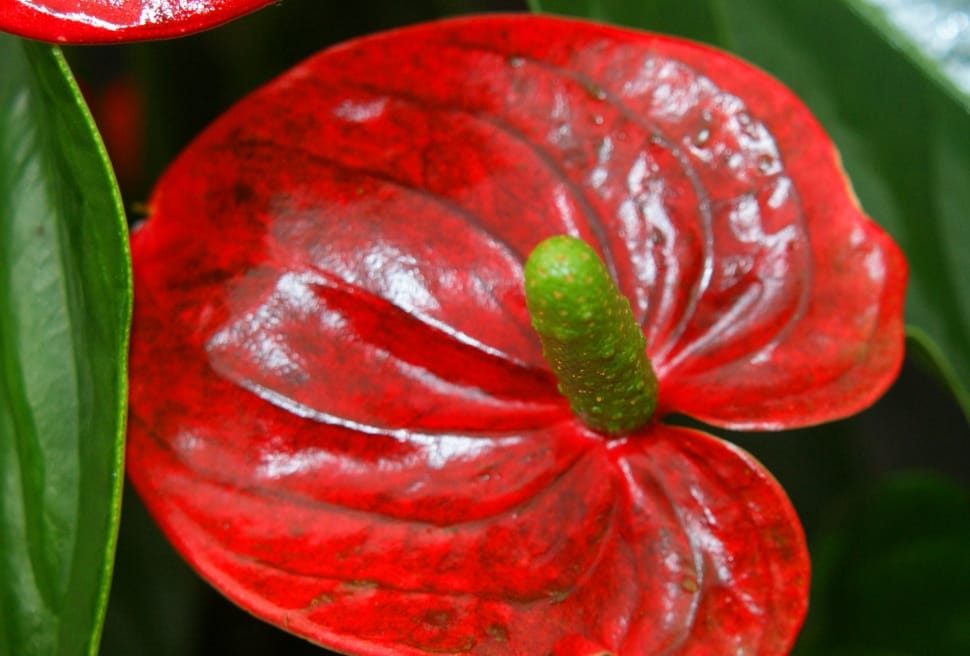red and green anthurium preview