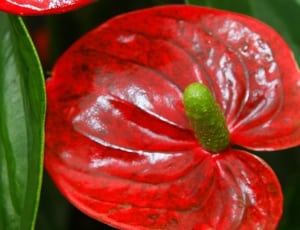 red and green anthurium thumbnail
