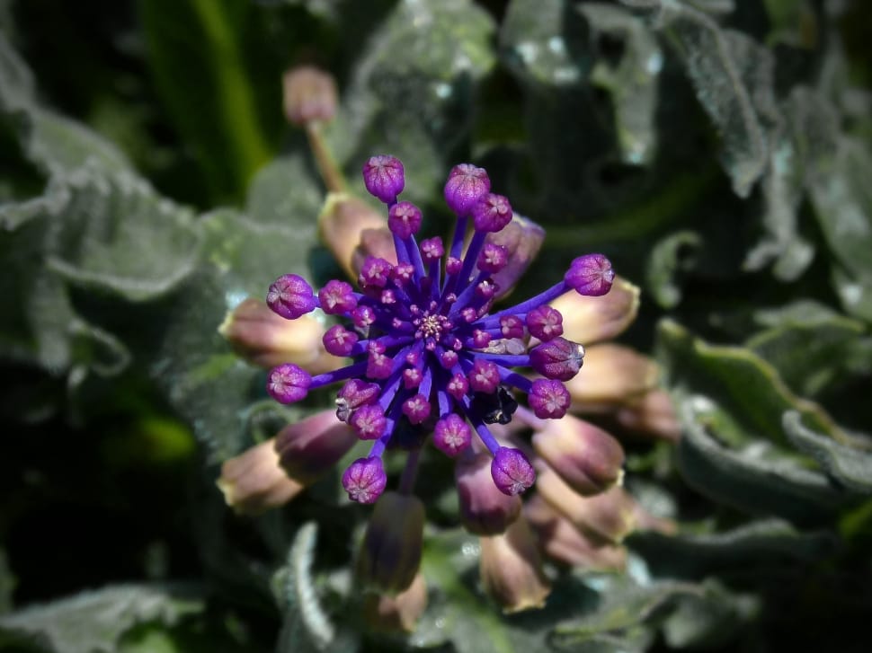 purple astrantia flower preview