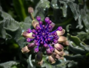 purple astrantia flower thumbnail