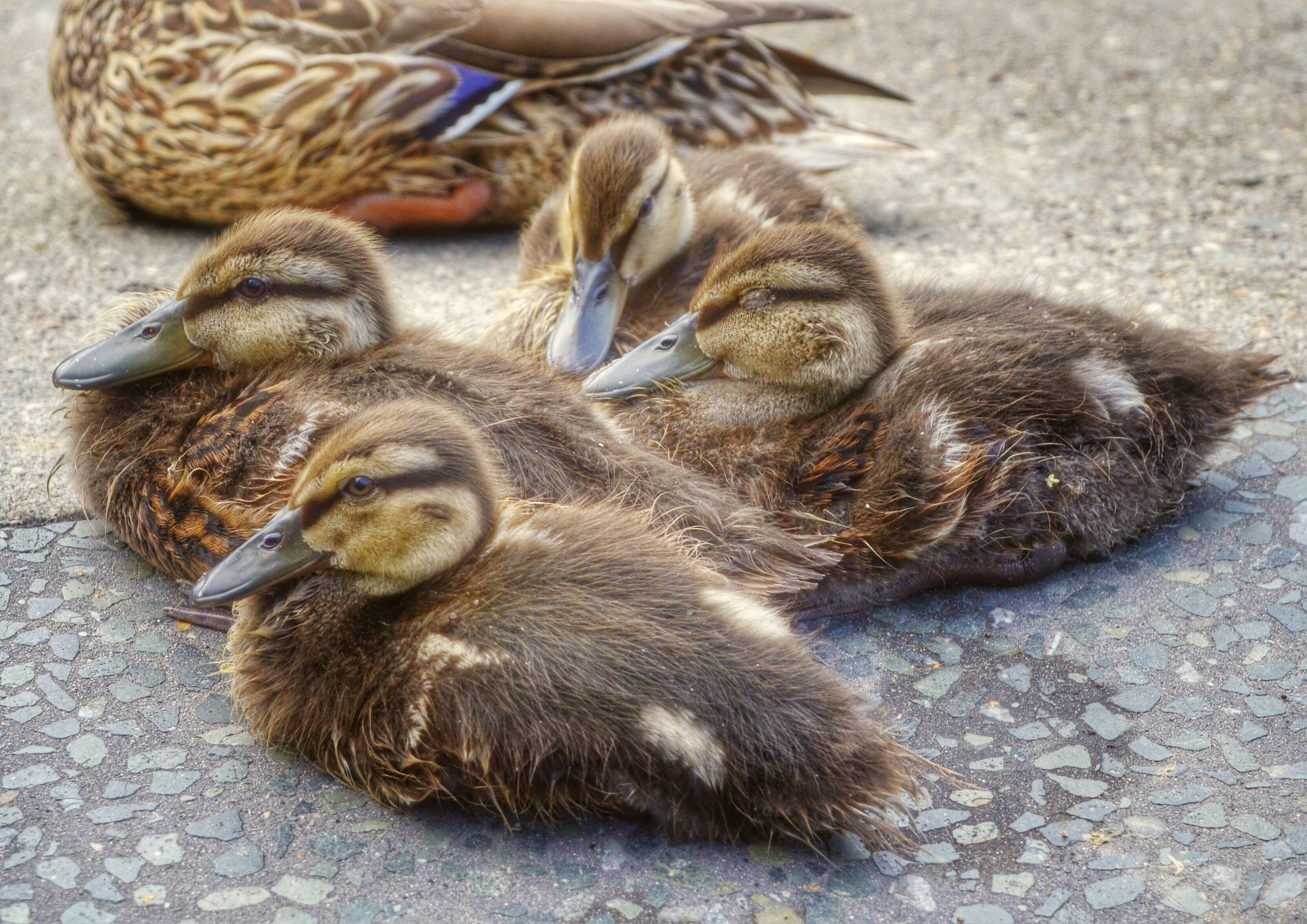 brown ducks sitting on grounds
