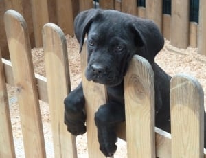 black labrador retriever puppy thumbnail