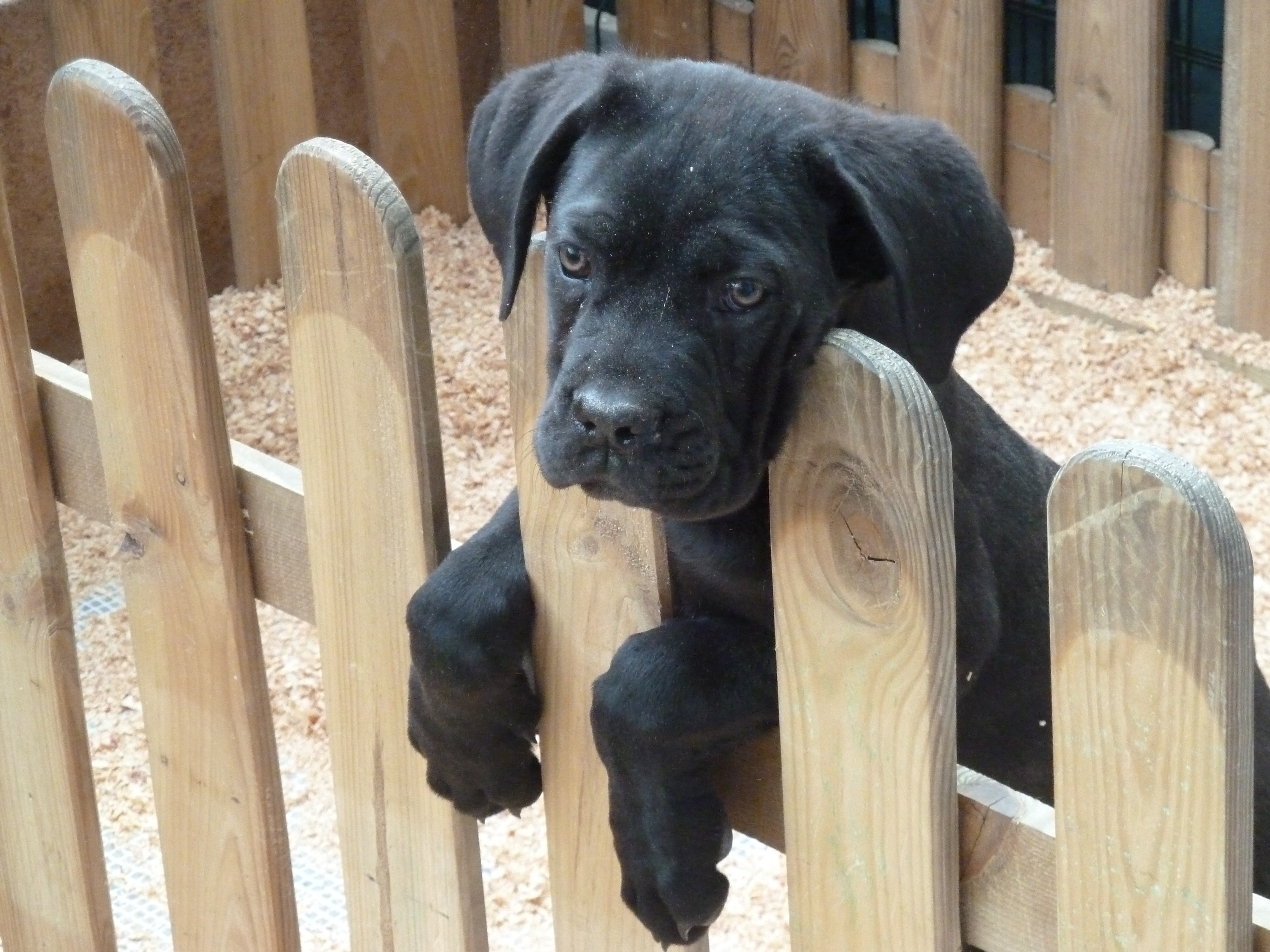 black labrador retriever puppy