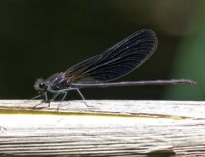 purple and grey dragonfly thumbnail