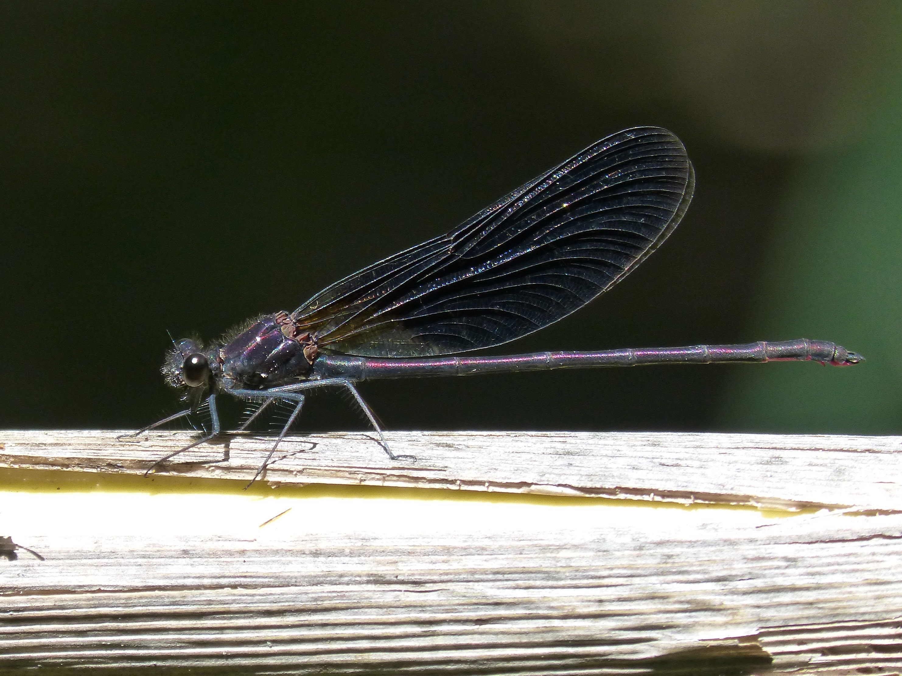 purple and grey dragonfly