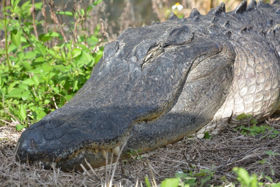 gray crocodile preview