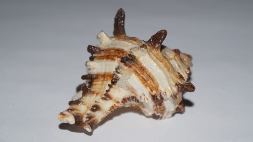 white and brown shell preview