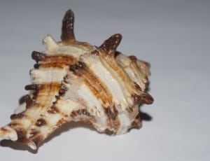 white and brown shell thumbnail