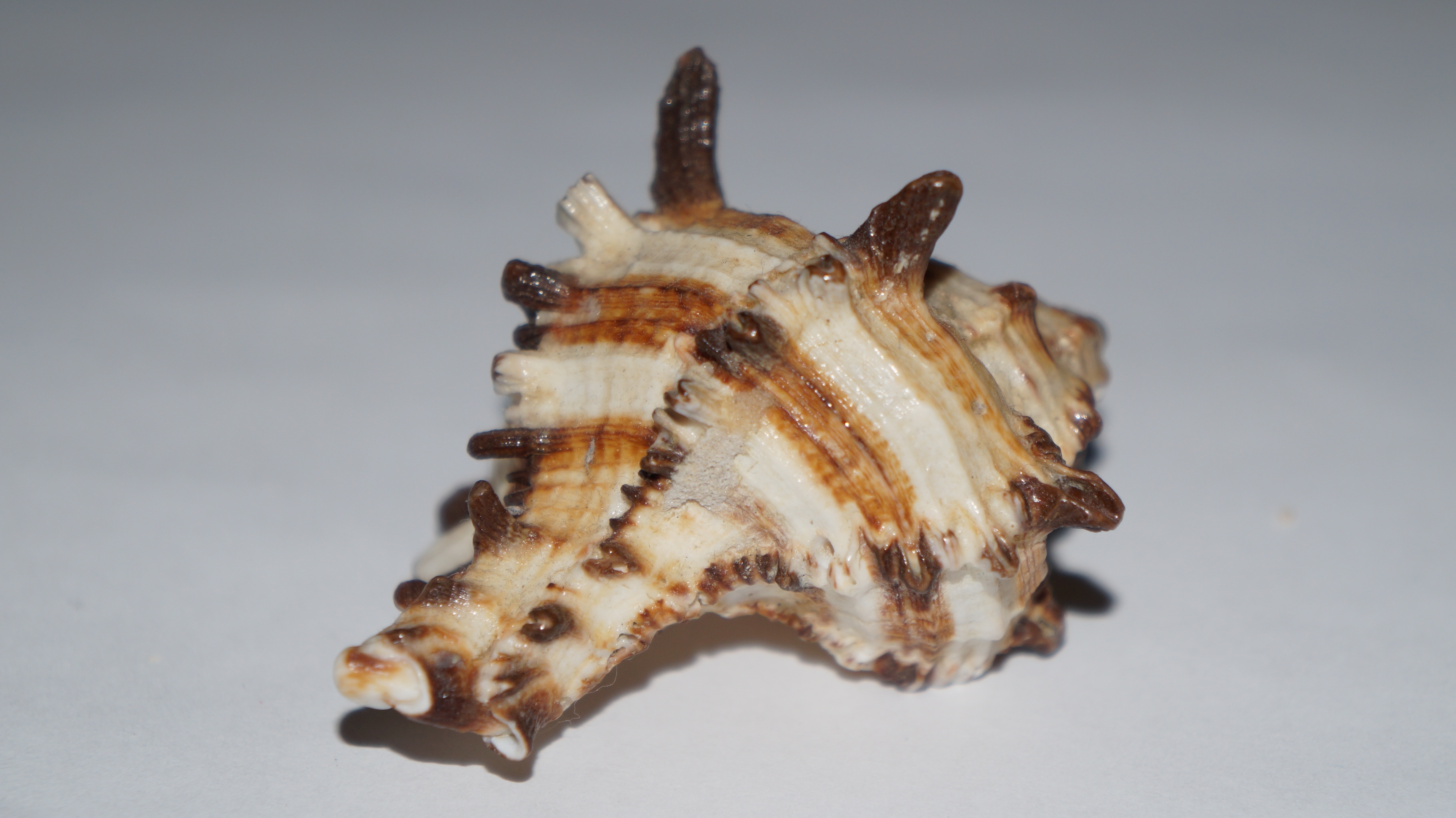 white and brown shell