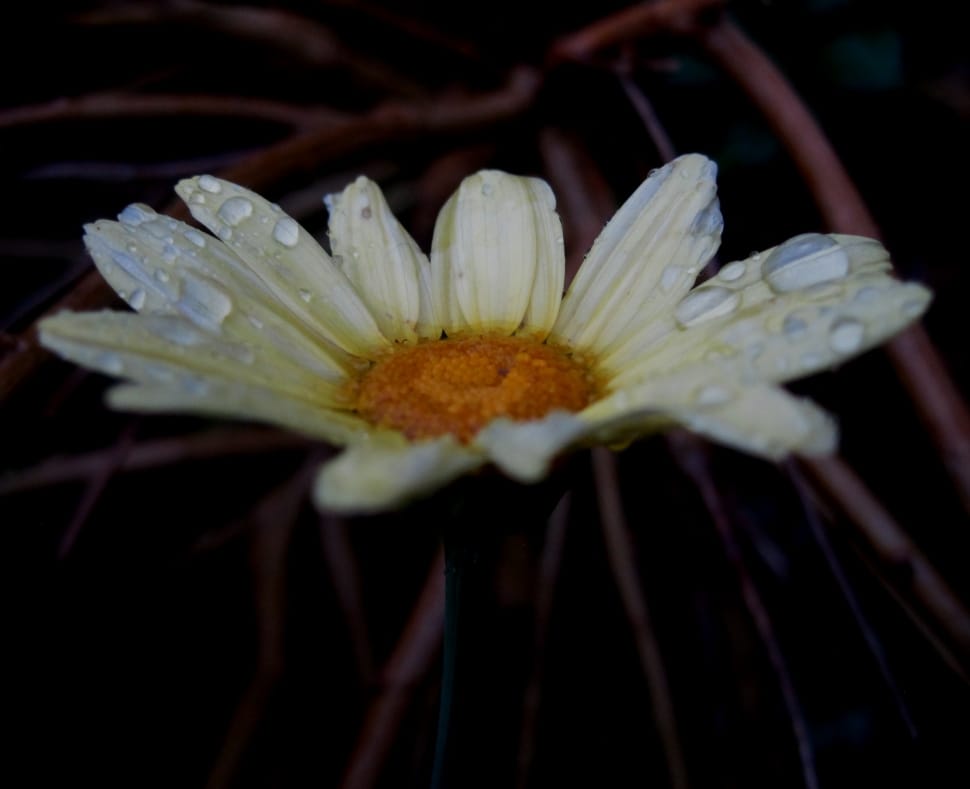closeup photography  of white daisy with waterdrops preview
