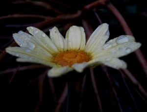 closeup photography  of white daisy with waterdrops thumbnail