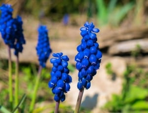 blue clustered petal flower thumbnail