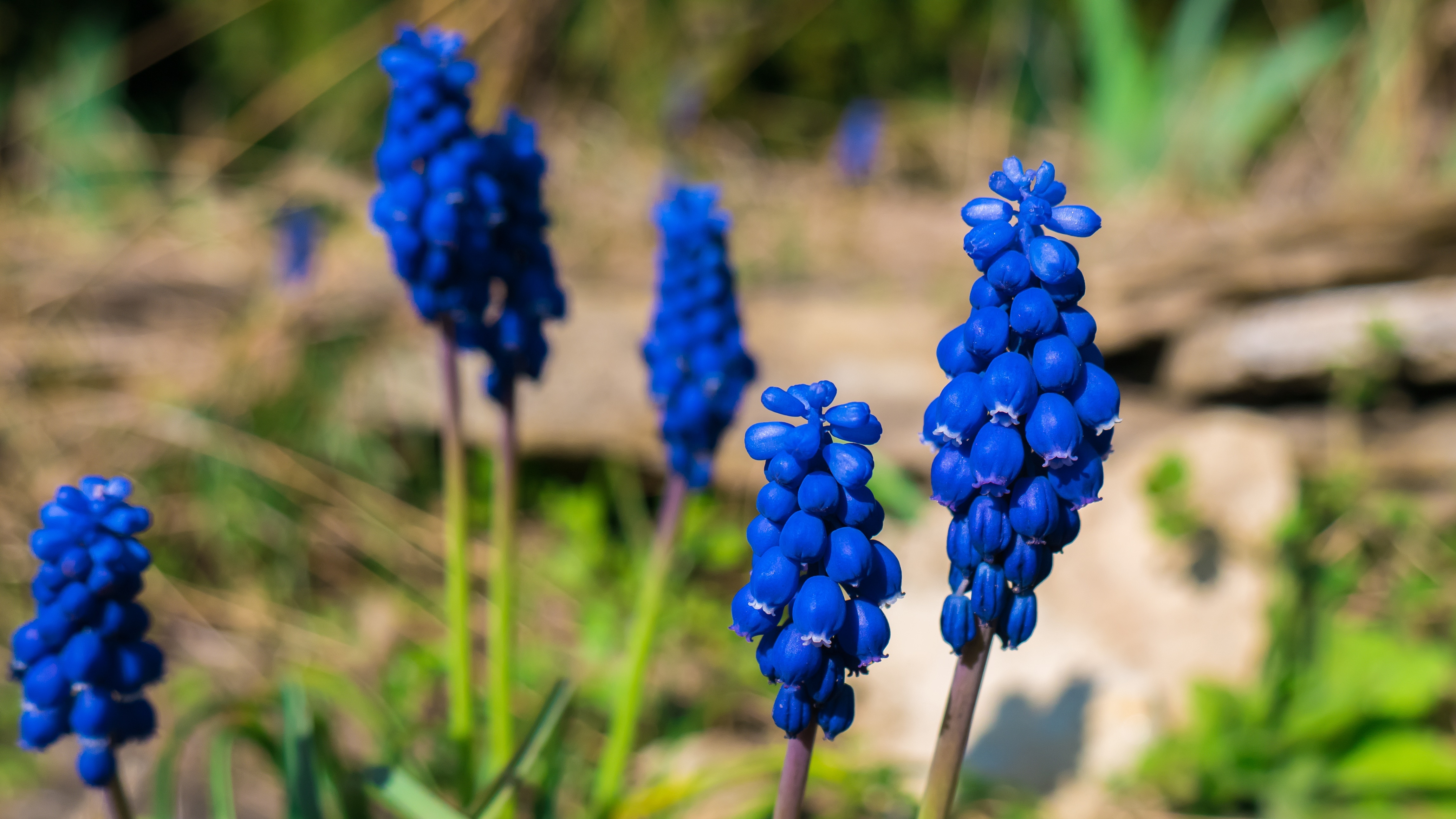 blue clustered petal flower
