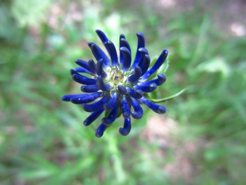 blue full bloomed flower preview
