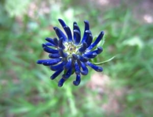 blue full bloomed flower thumbnail