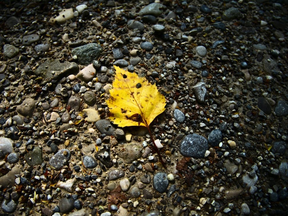yellow maple leaf preview