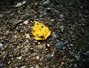 yellow maple leaf thumbnail