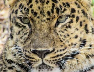 close up photo of leopard photo thumbnail