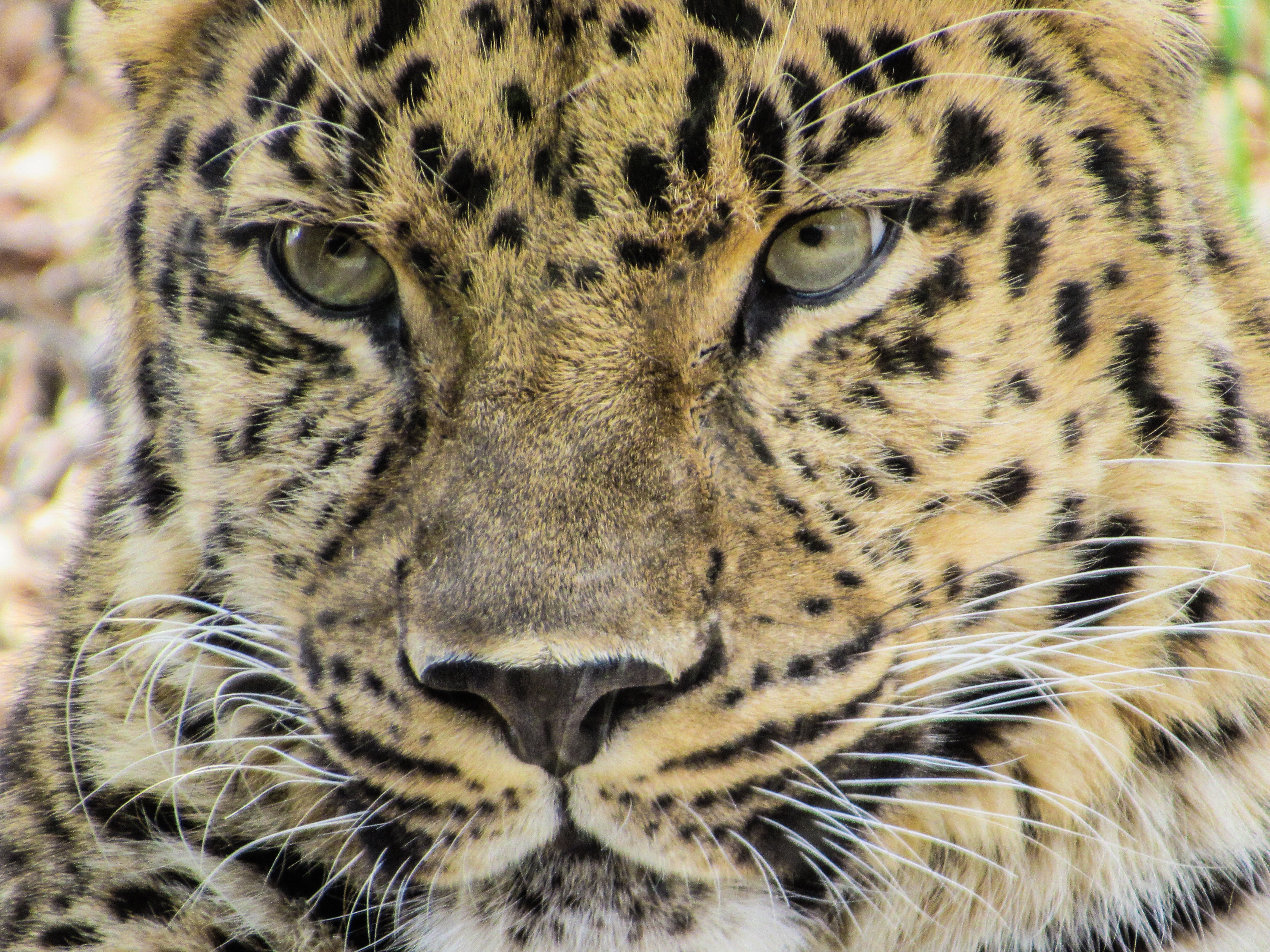 close up photo of leopard photo