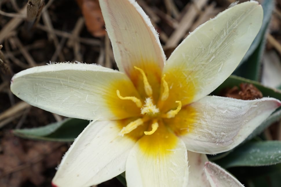 yellow-and-white petal flower preview