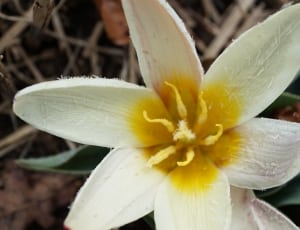 yellow-and-white petal flower thumbnail