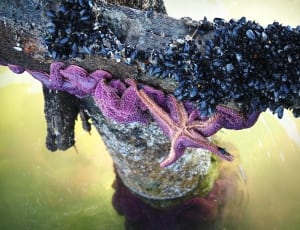 wood with blue and purple moss growing near body of water thumbnail