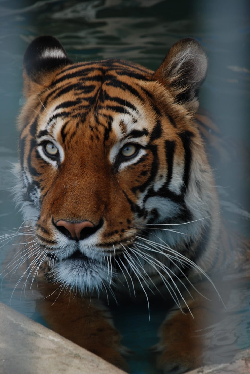 Bengal tiger photo preview