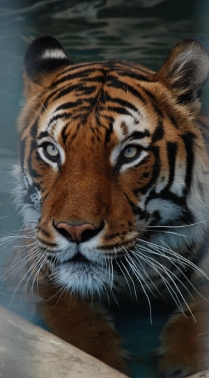 Bengal tiger photo thumbnail