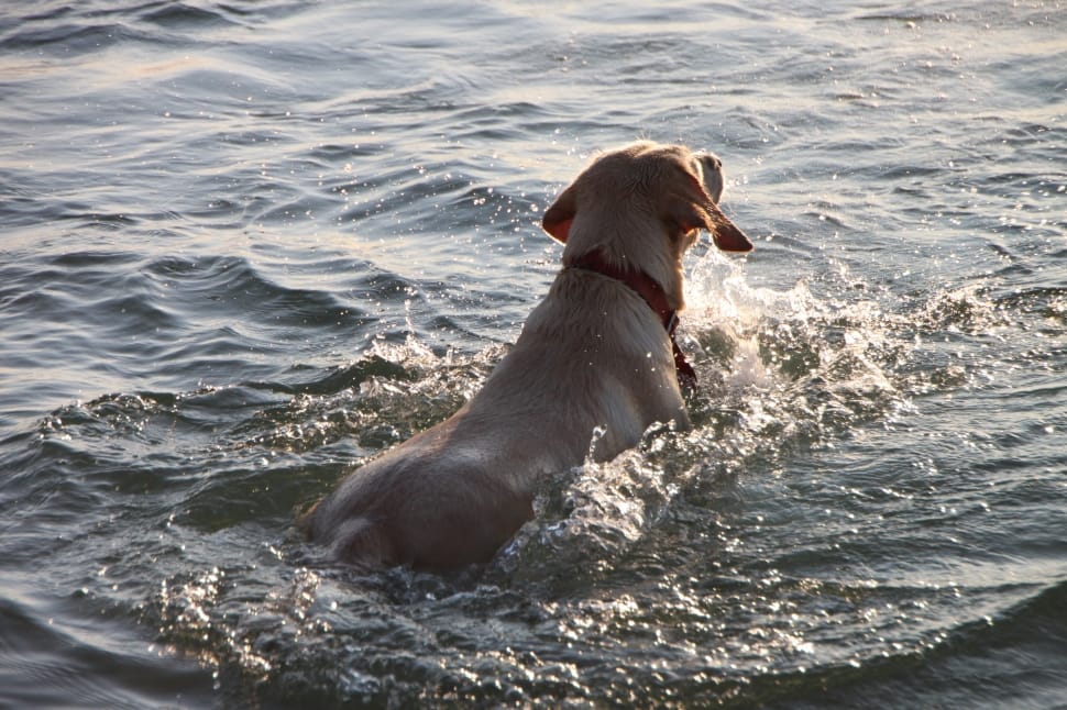 beige dog swimming in sea preview